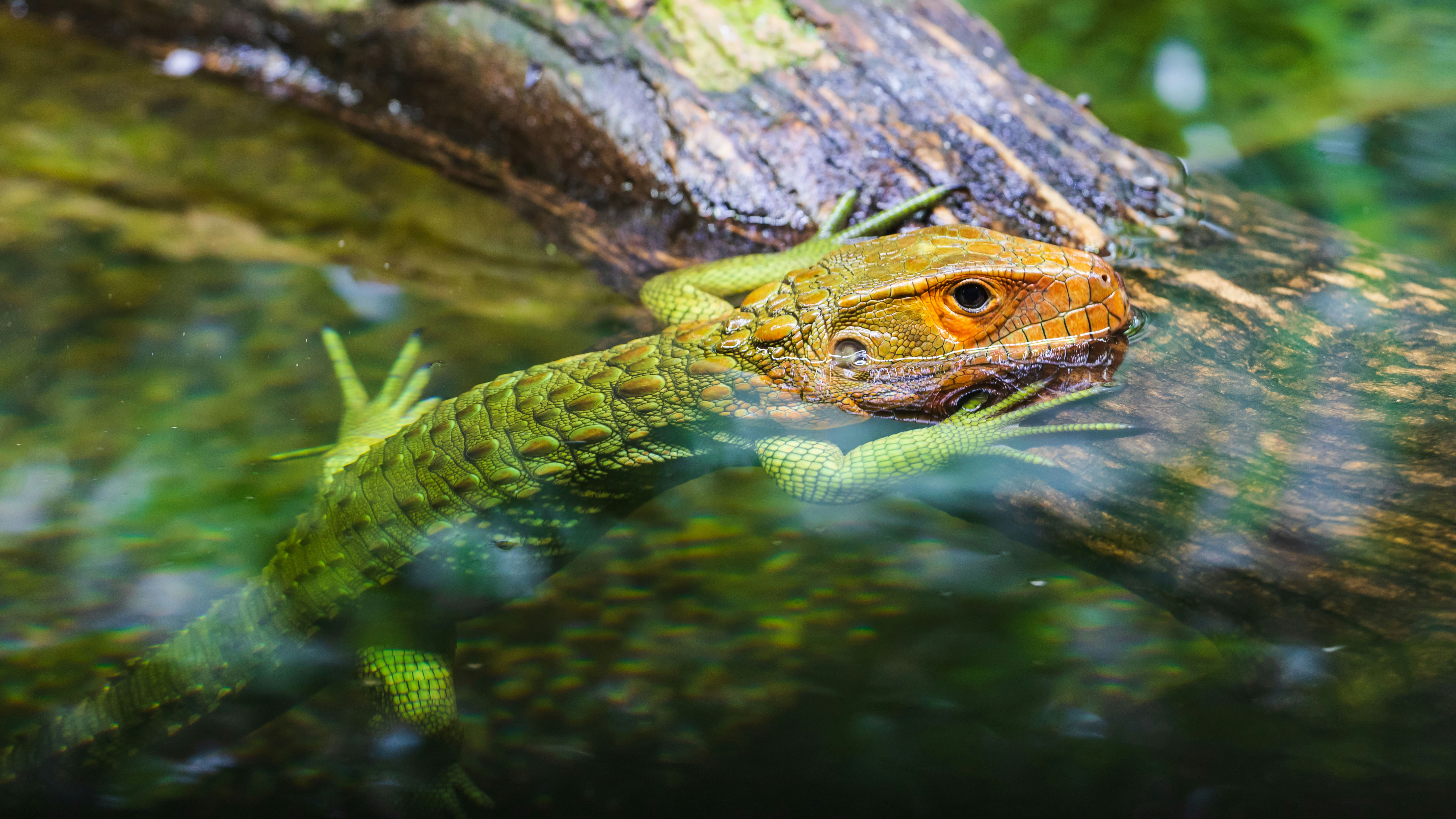 green and brown lizard in water